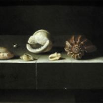 אדריאן ס. קורט (צייר נוף דומם הולנדי מהמאה ה-17) - קונכיות